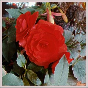 Meet your Posher, Amelia